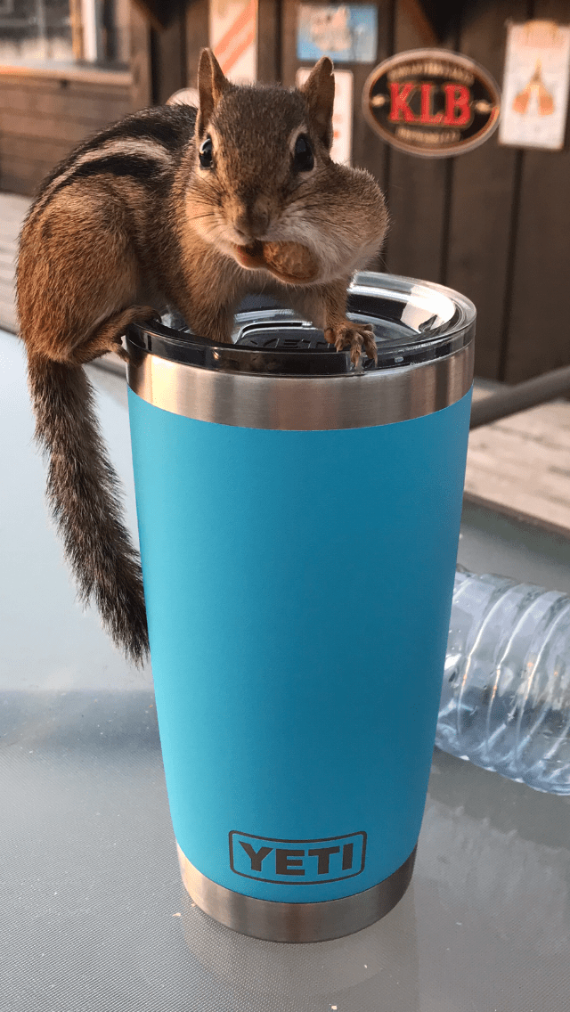 Chipmunk on thermos