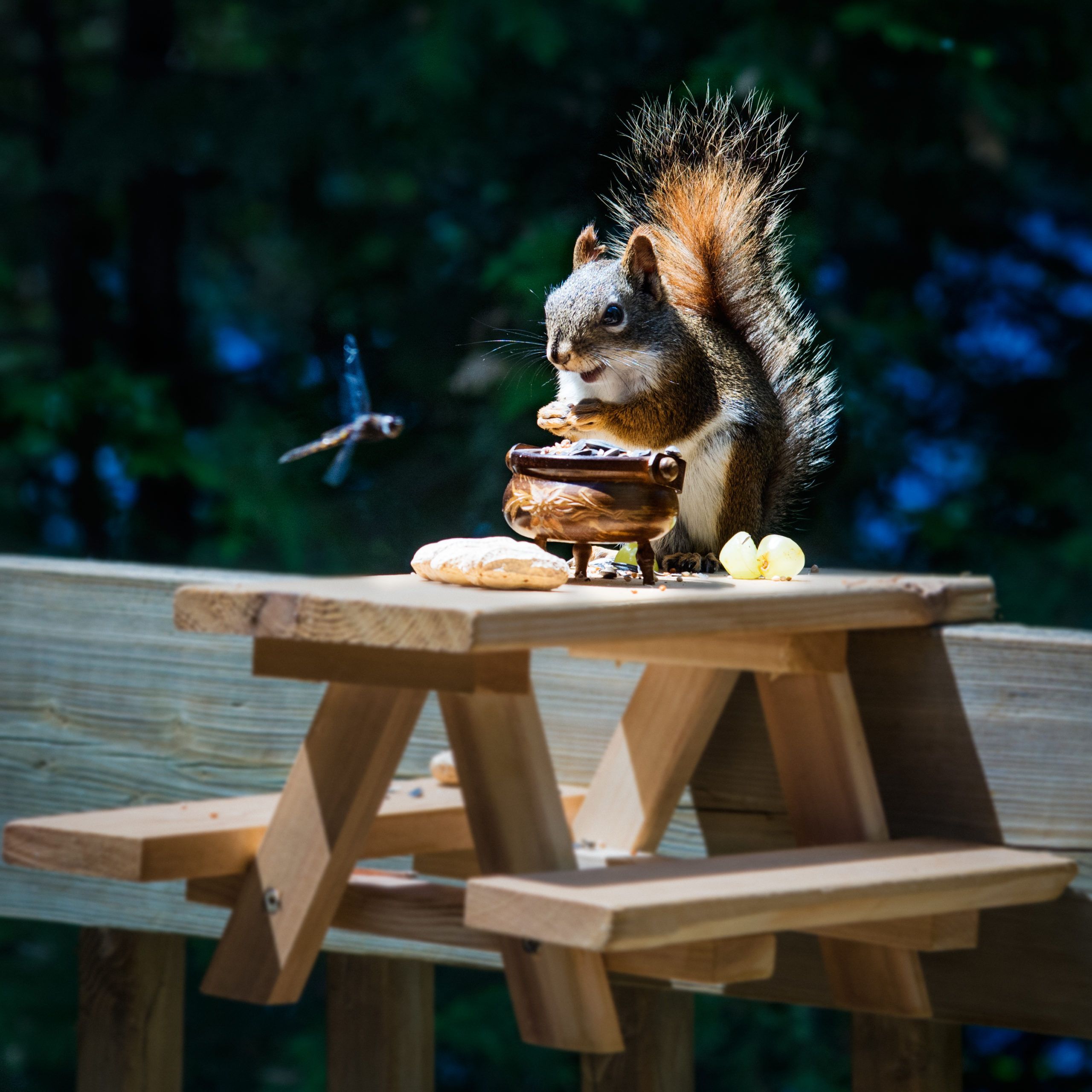 Chipmunk and dragonfly