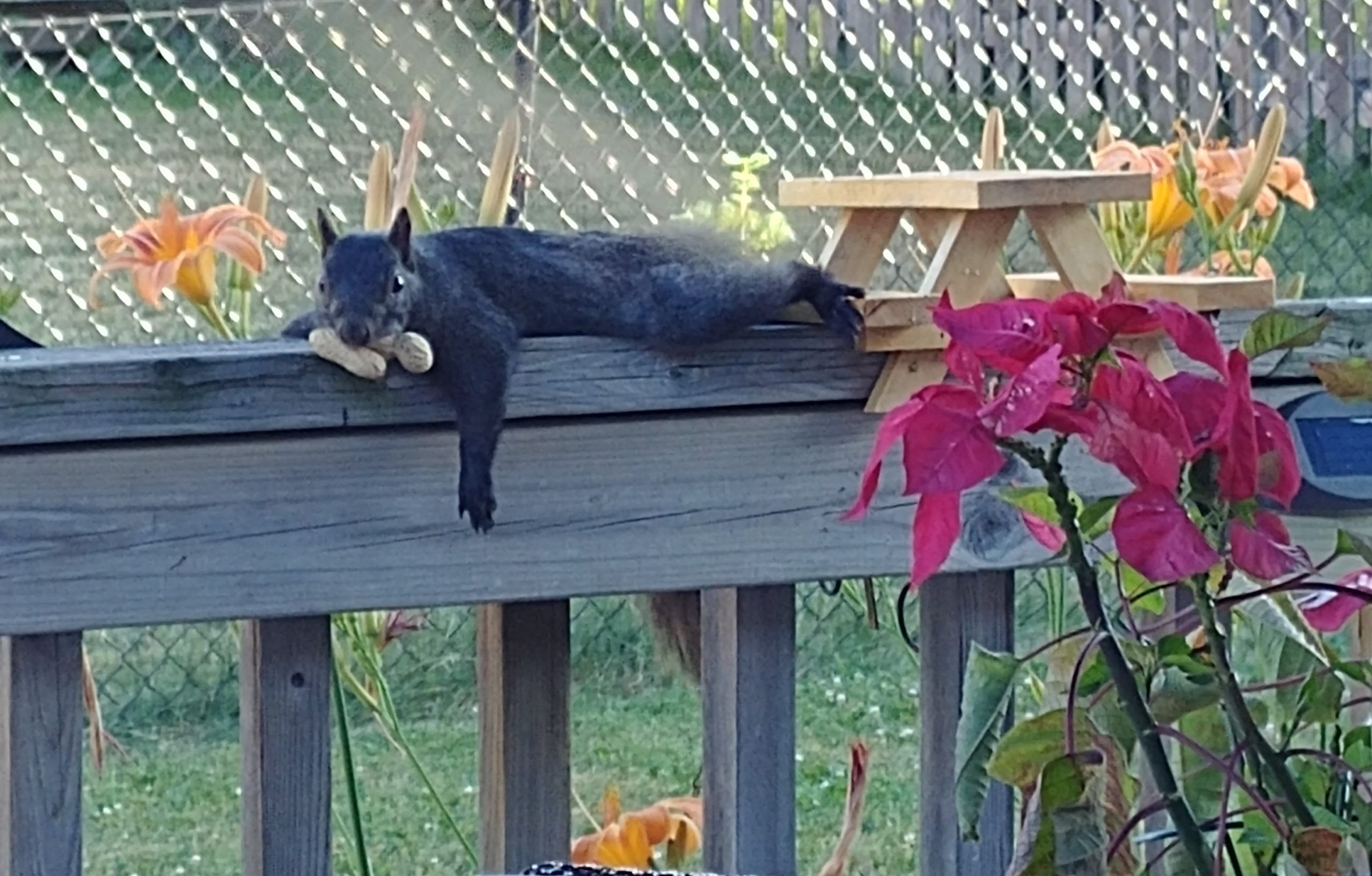 Squirrel laying on railing