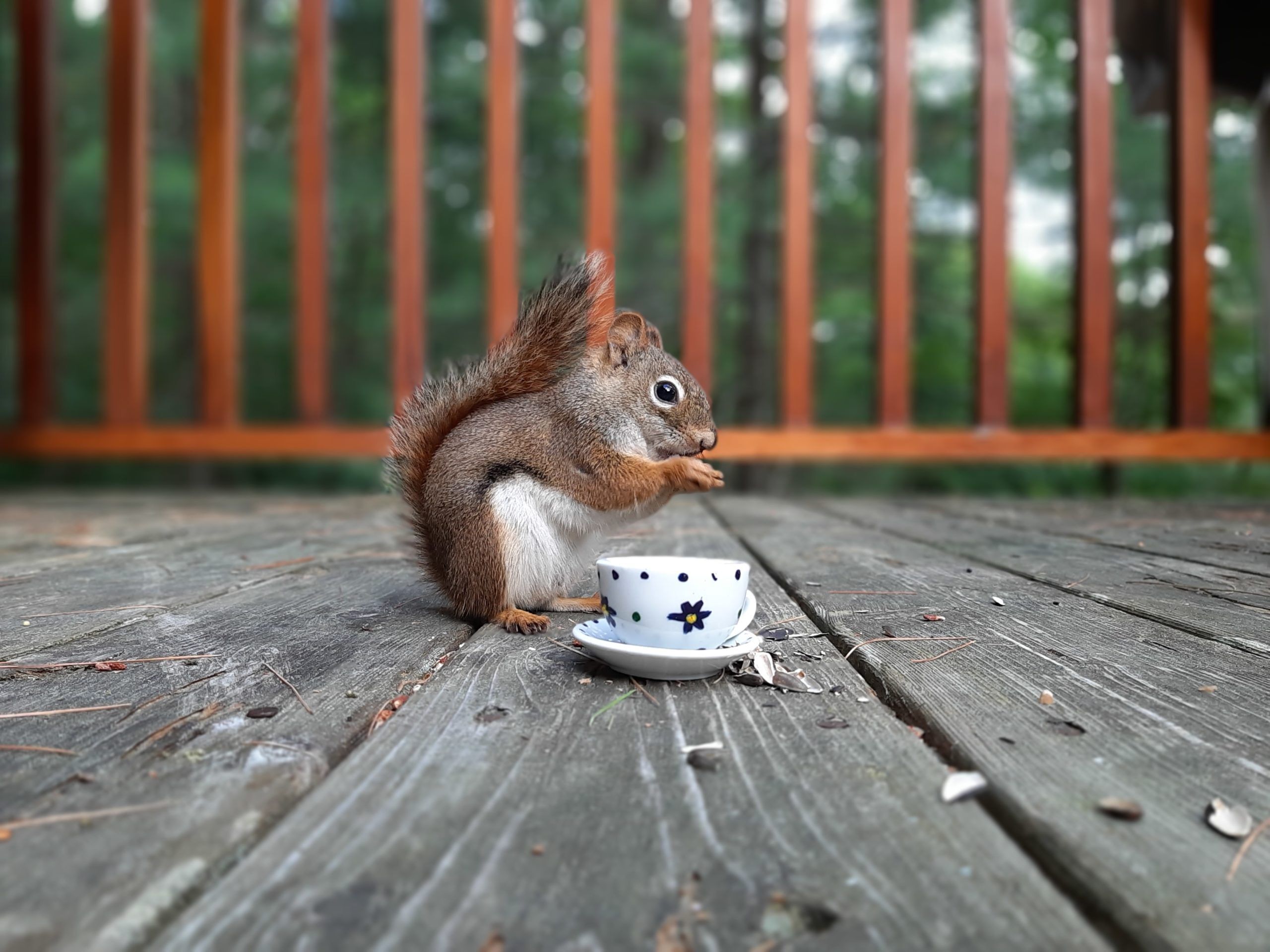 Chipmunk eating from cup