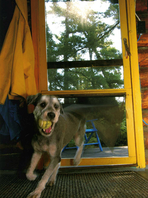 doggy flap invention screen door