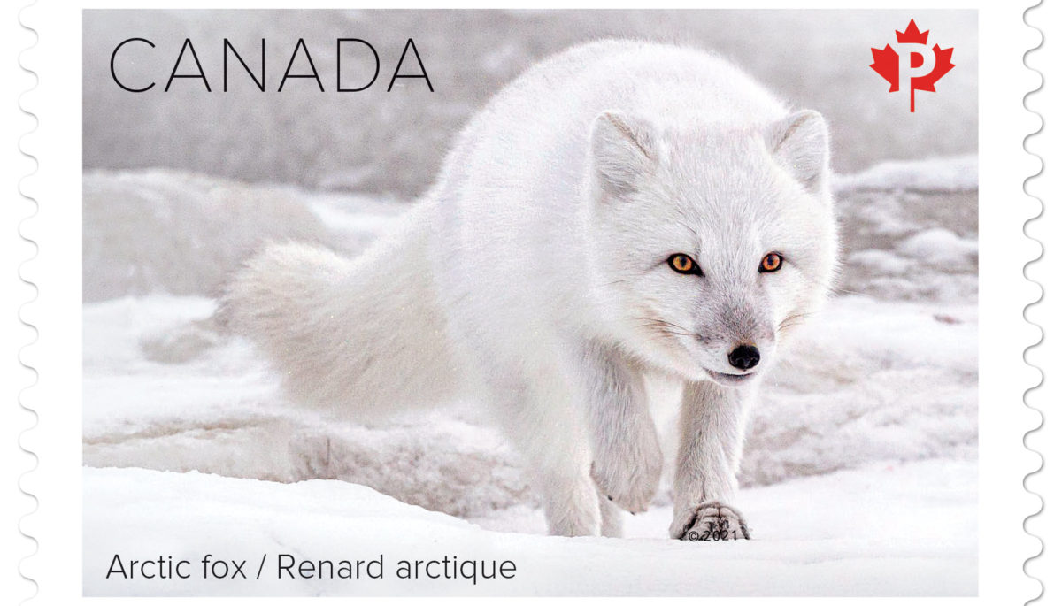 Arctic Fox Stamp