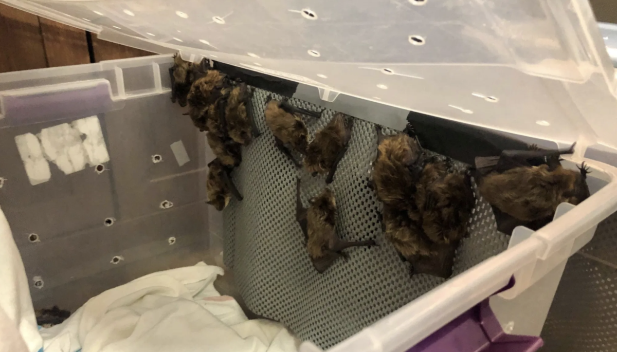 Living Sky Wildlife Rehabilitation has its hands full with around 380 bats found hibernating in a Saskatchewan curling rink.