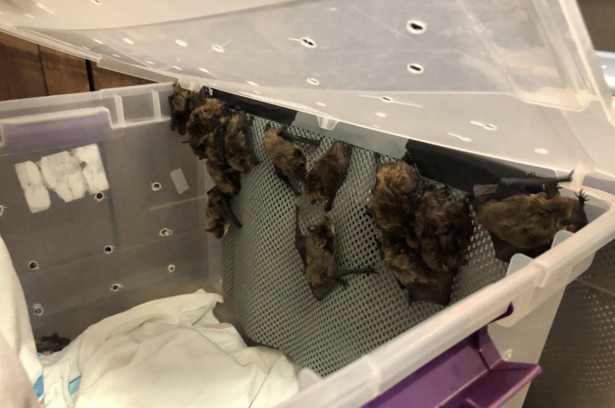 Living Sky Wildlife Rehabilitation has its hands full with around 380 bats found hibernating in a Saskatchewan curling rink.