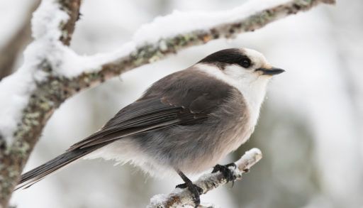 A Canada jay (grey jay) perched on a twig in winter