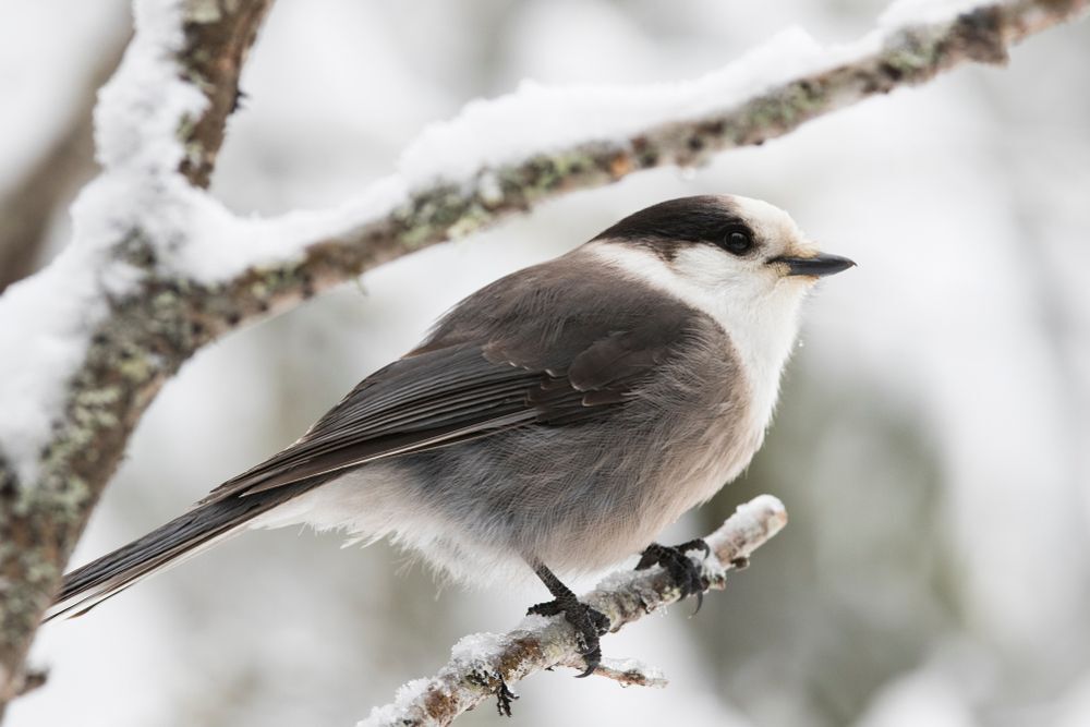A Canada jay (grey jay) perched on a twig in winter