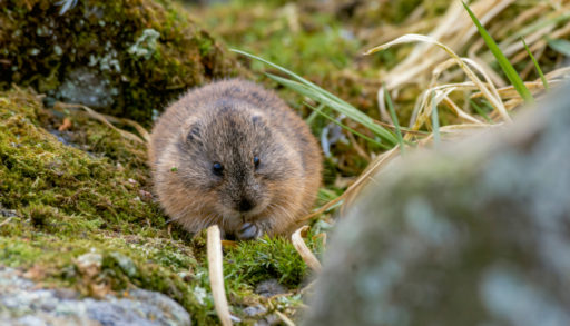 A North American brown lemming against a mossy background