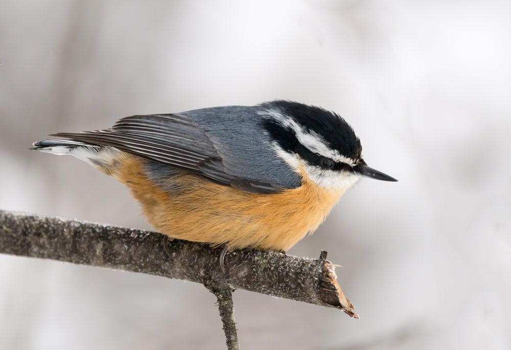A red-breasted nuthatch perched on a branch in winter