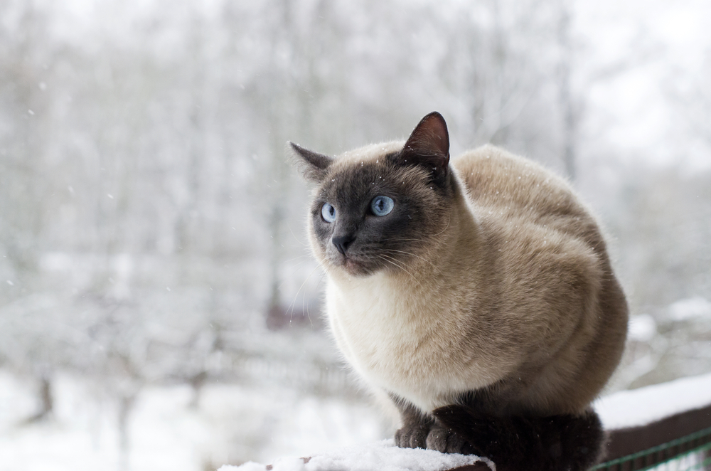 Outdoor cat with blue eyes perched on a snowy railing