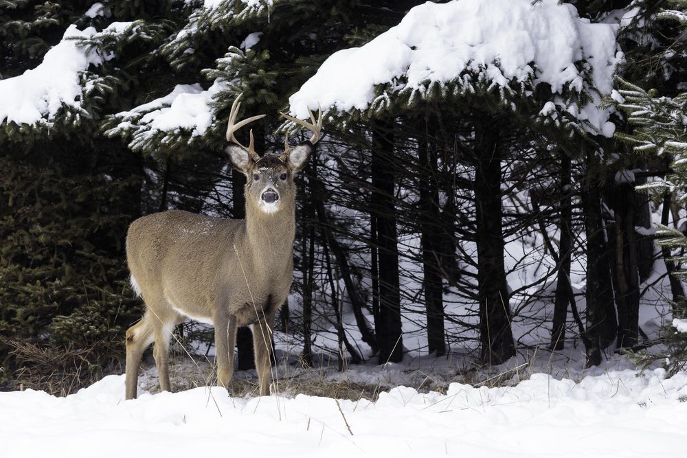 Male deer standing in front of snow-covered trees