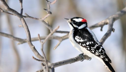 A male downy woodpecker perched on a thin branch