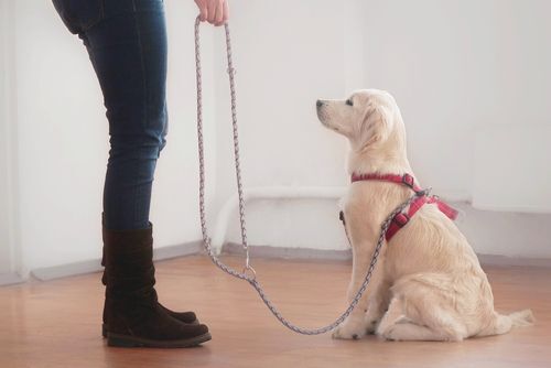 Owner woman gives a command to her attentive golden retriever puppy on a leash in red lead during the dog training education process in hall with white walls. Dog looks at its owner.