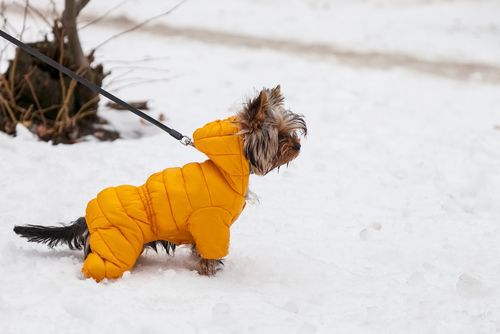 Small Yorkshire terrier dog in a yellow jacket for a winter walk