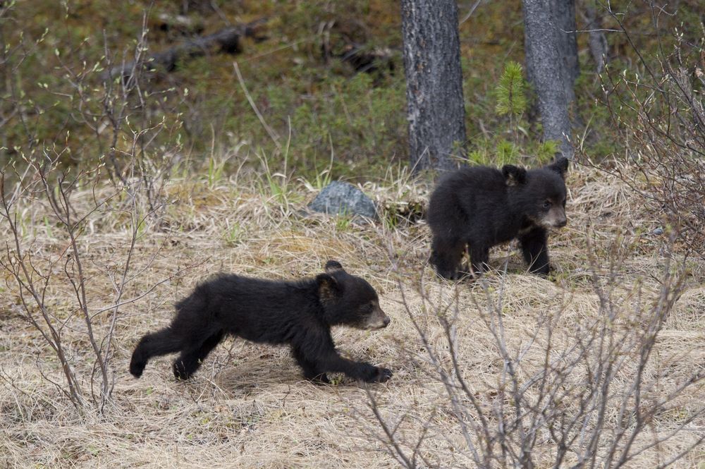 Black Bear Cubs