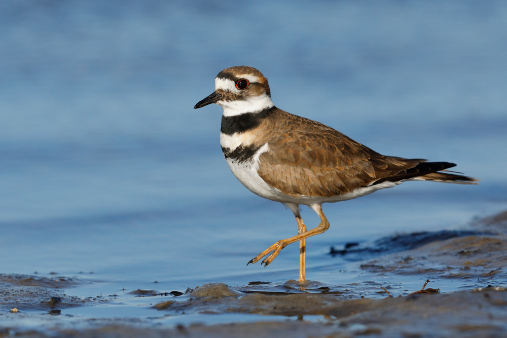 An adult killdeer wading into the water
