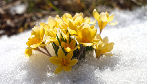 Spring flowers grow under the snow, a beautiful composition for Easter cards. Yellow crocuses in the sun rose after winter, beautiful primroses bloom on April day.