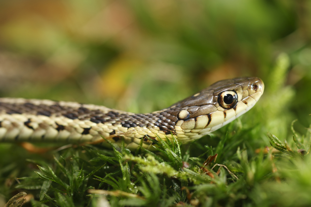 A head shot of a garter snake in the grass