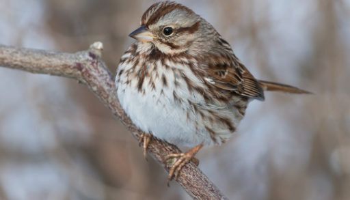 A song sparrow perched on a bare branch