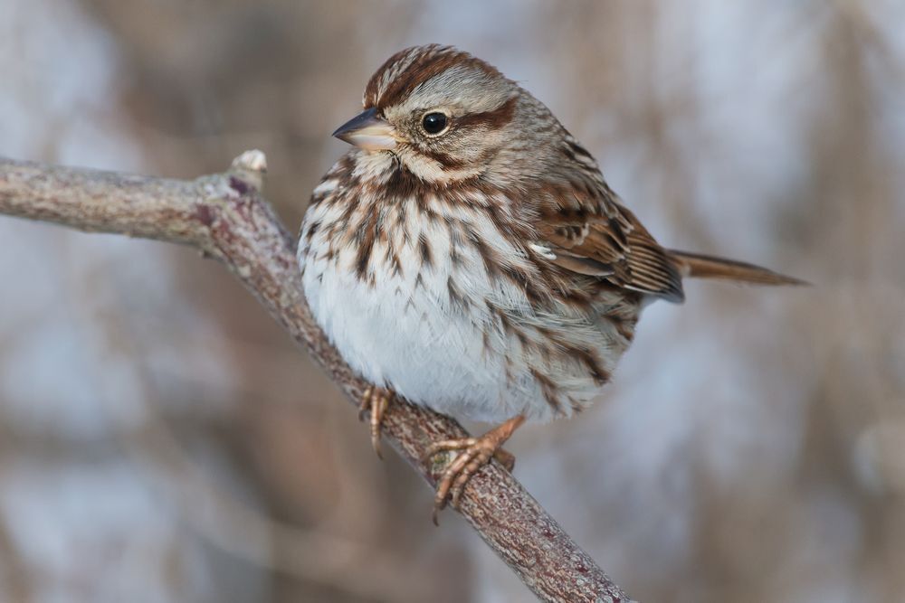 A song sparrow perched on a bare branch