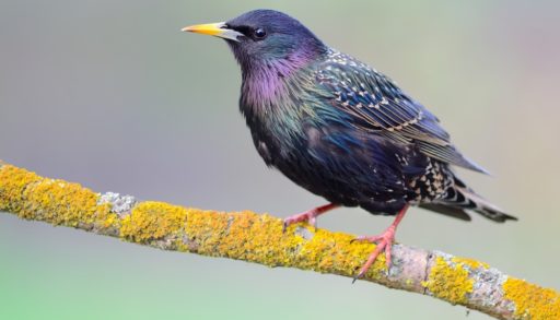 A European starling on a lichen-covered branch