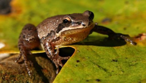 A chorus frog on a green leaf