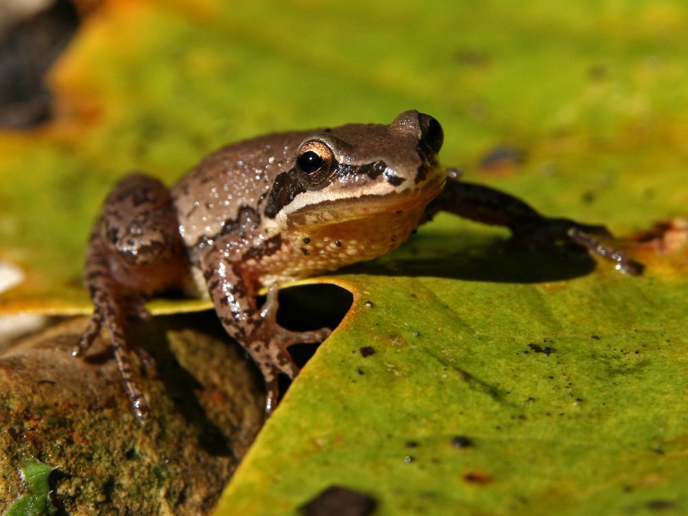 A chorus frog on a green leaf