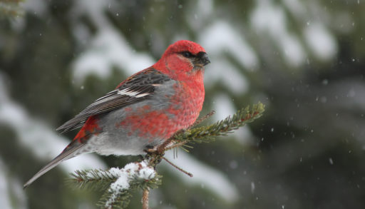 A male pine grosbeak in winter