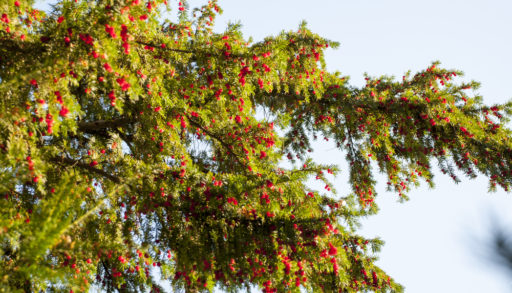 Yew tree branches with red berries