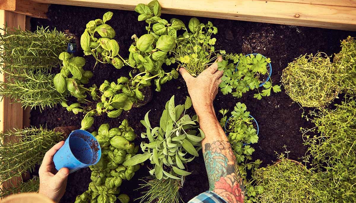 Man plants herbs in garden planter