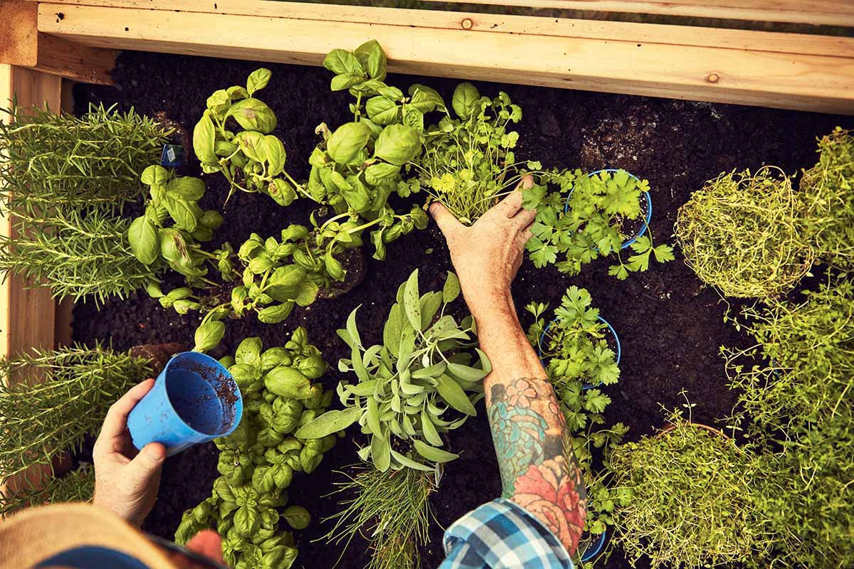 Man plants herbs in garden planter