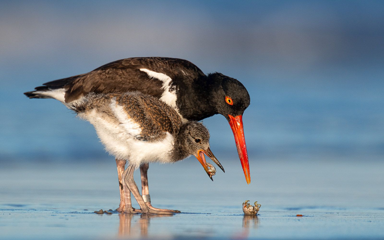 American oystercatcher