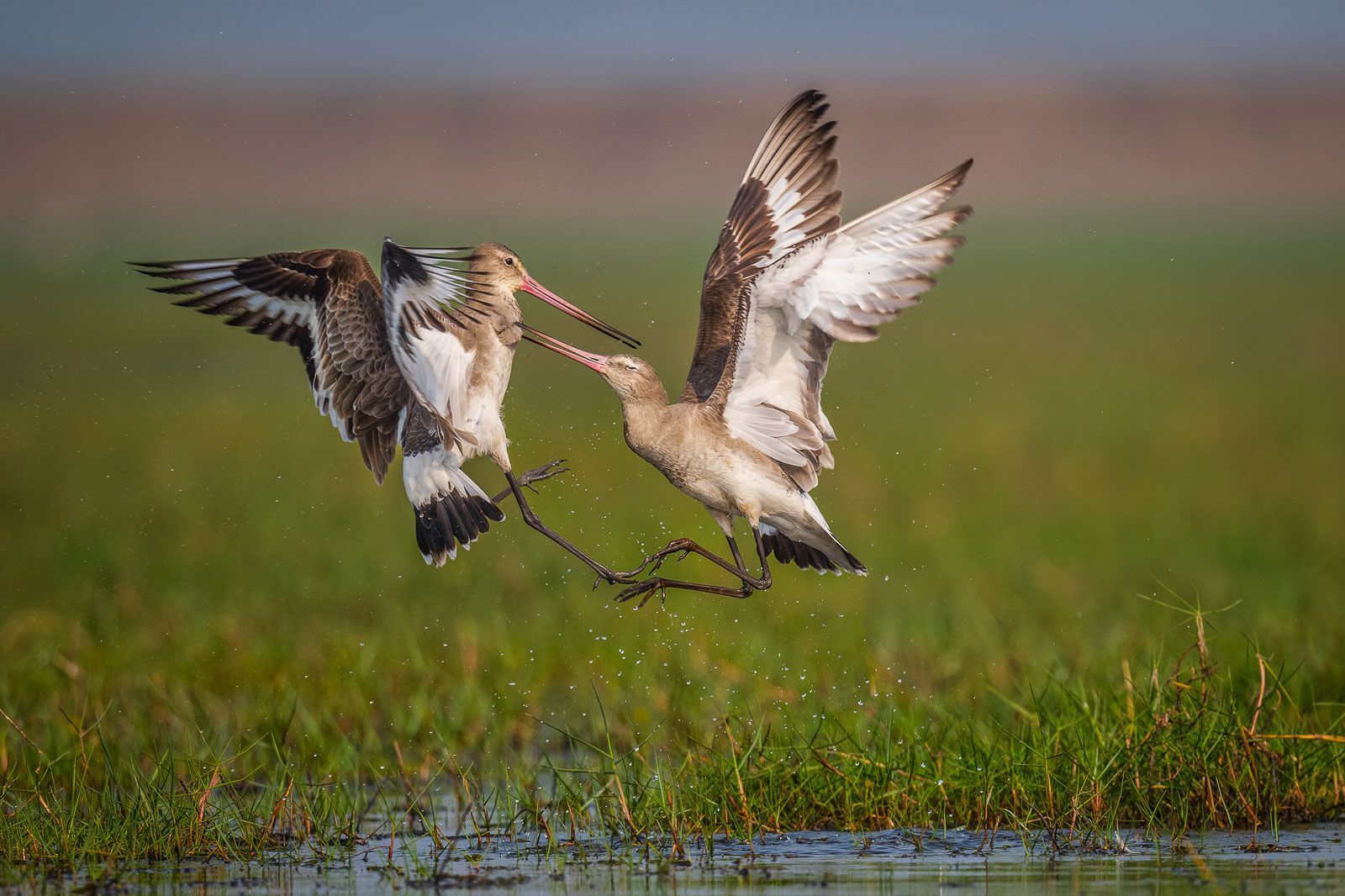 Black-tailed godwit