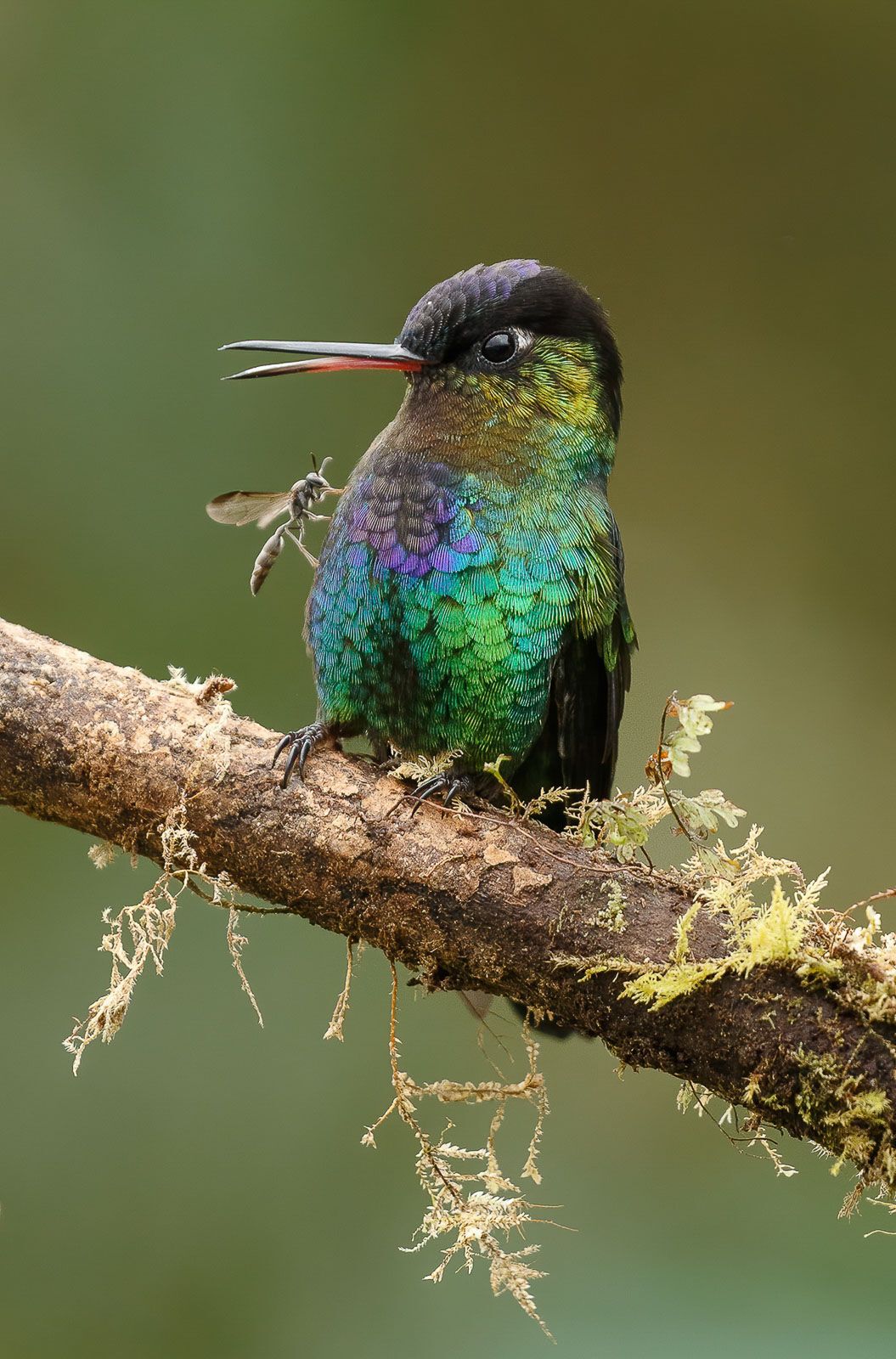 Fiery-throated hummingbird