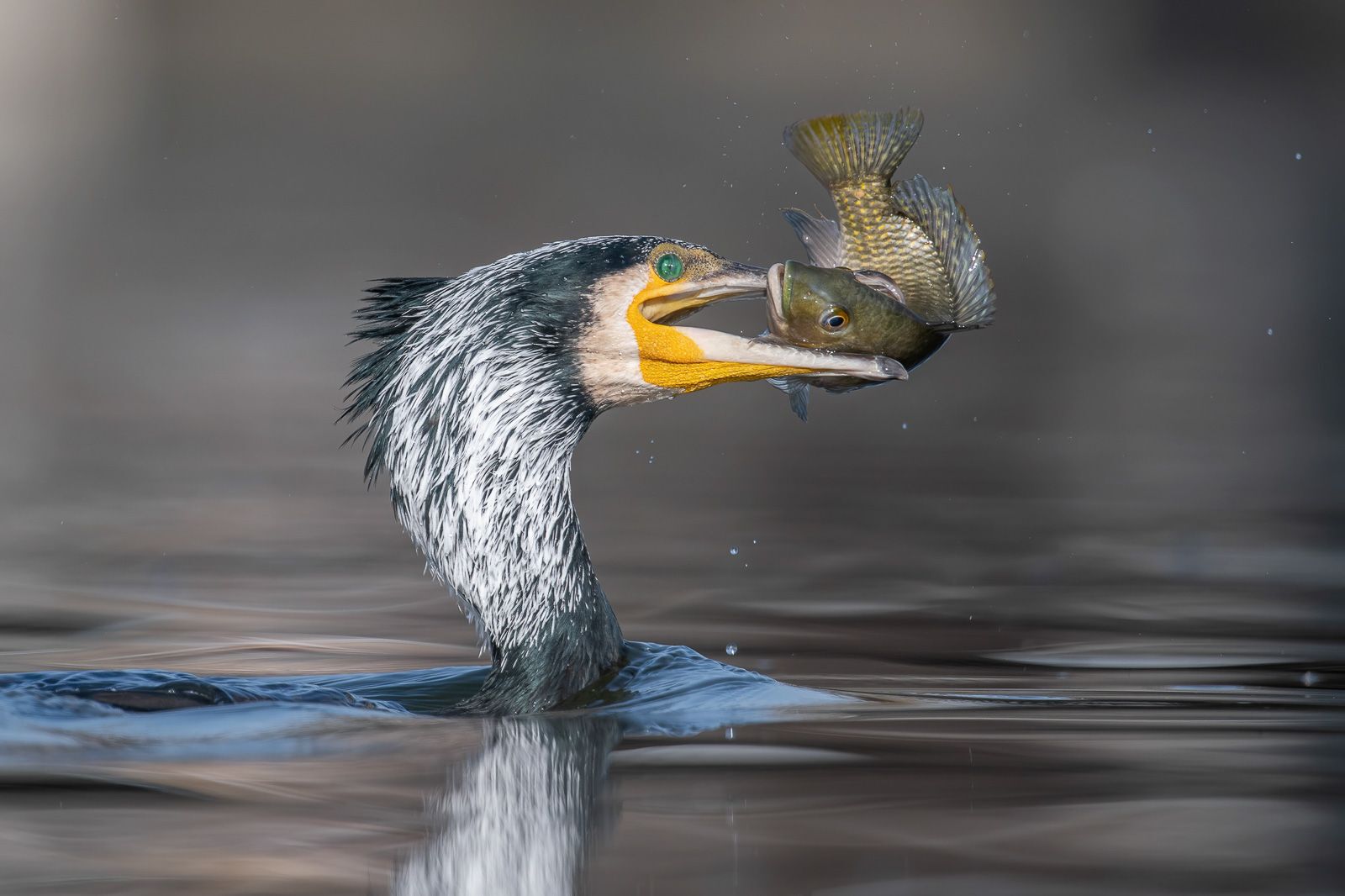Great cormorant