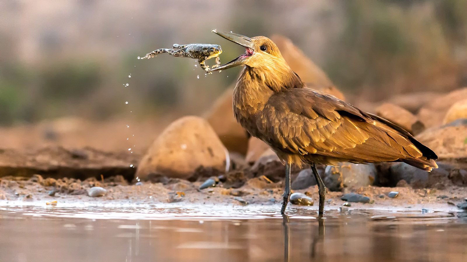 Hamerkop