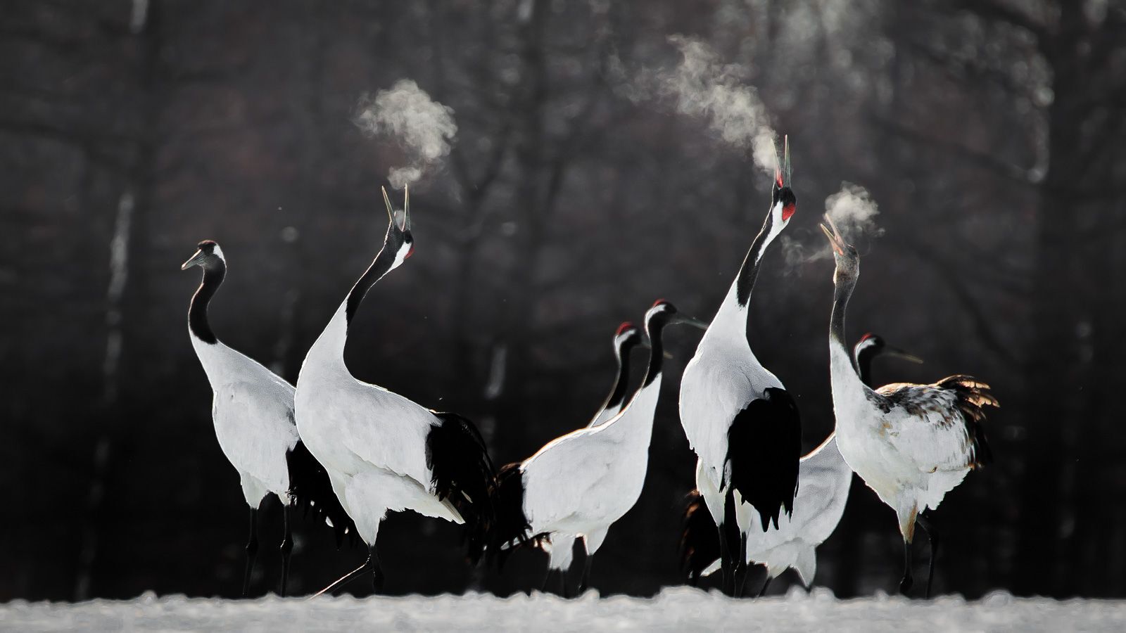 Red-crowned crane