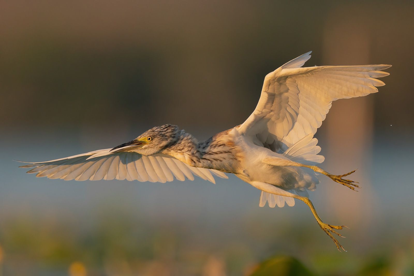 Squacco heron