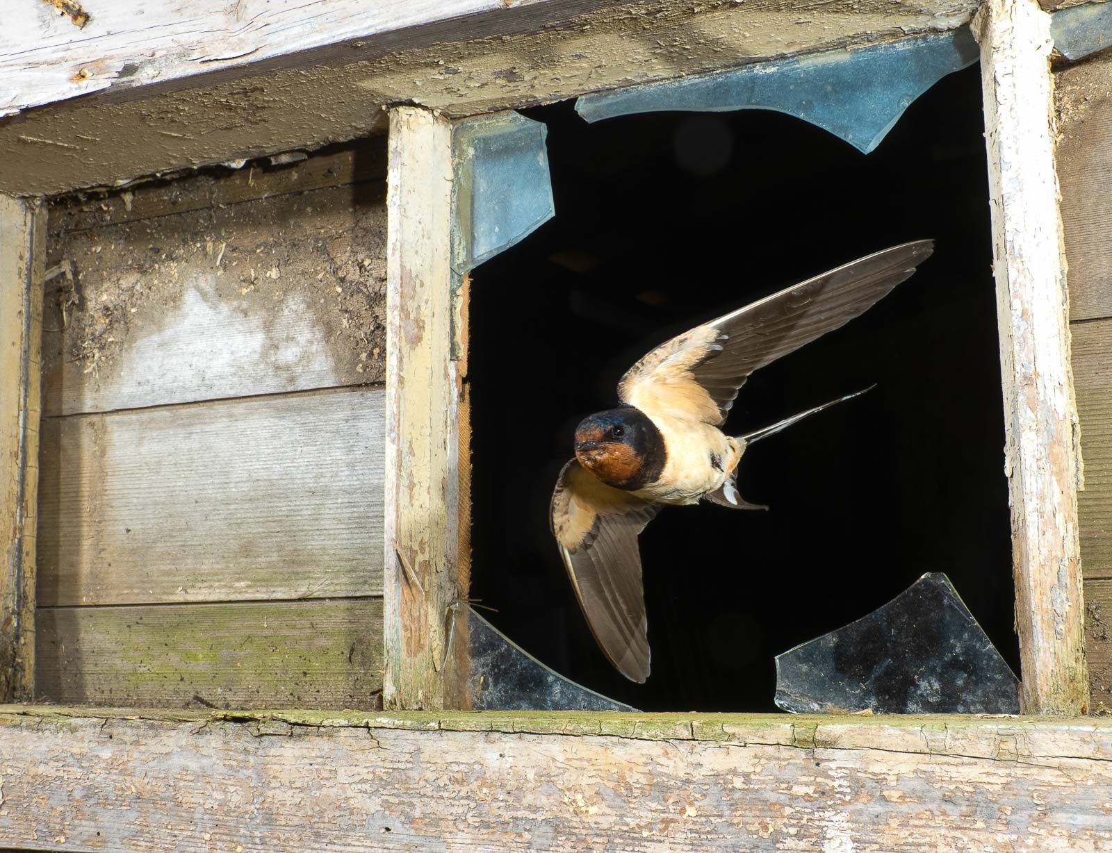 Swallow
