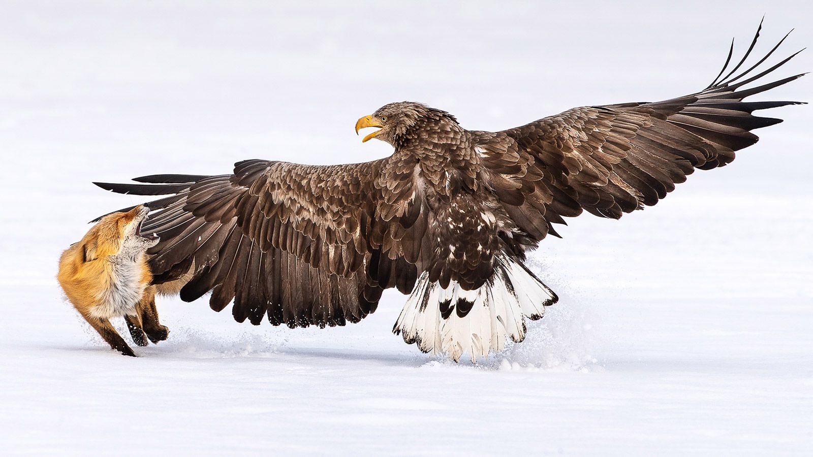 White-tailed sea eagle