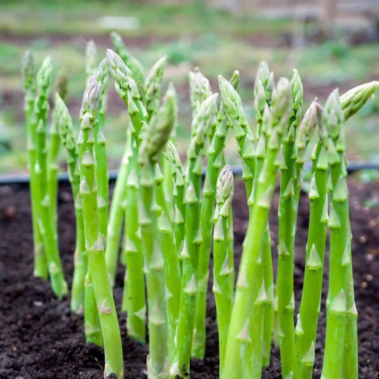 asparagus growing in soil at Fernwood Farms and Market