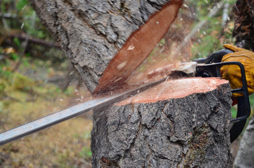 A tree falling in the forest while being cut with a chainsaw, firewood