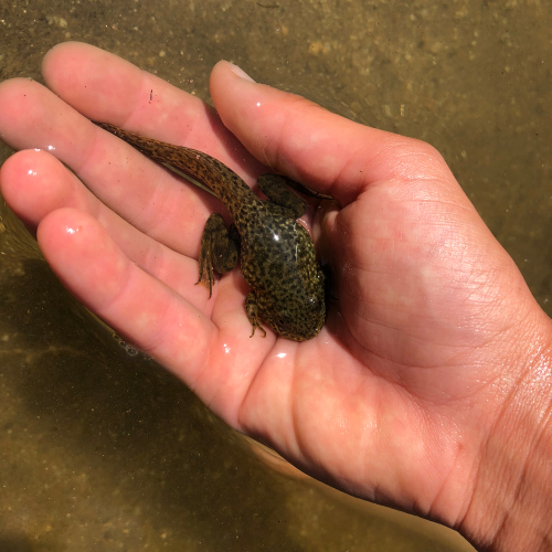 Bullfrog tadpole polliwog still with tail