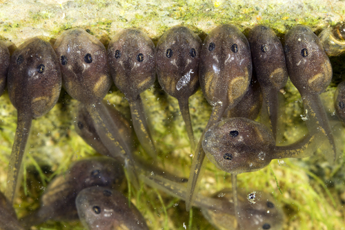 Tadpoles browsing on algae in a pond