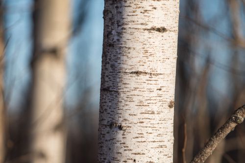 Warm afternoon light against a birch tree in Ontario, native plants