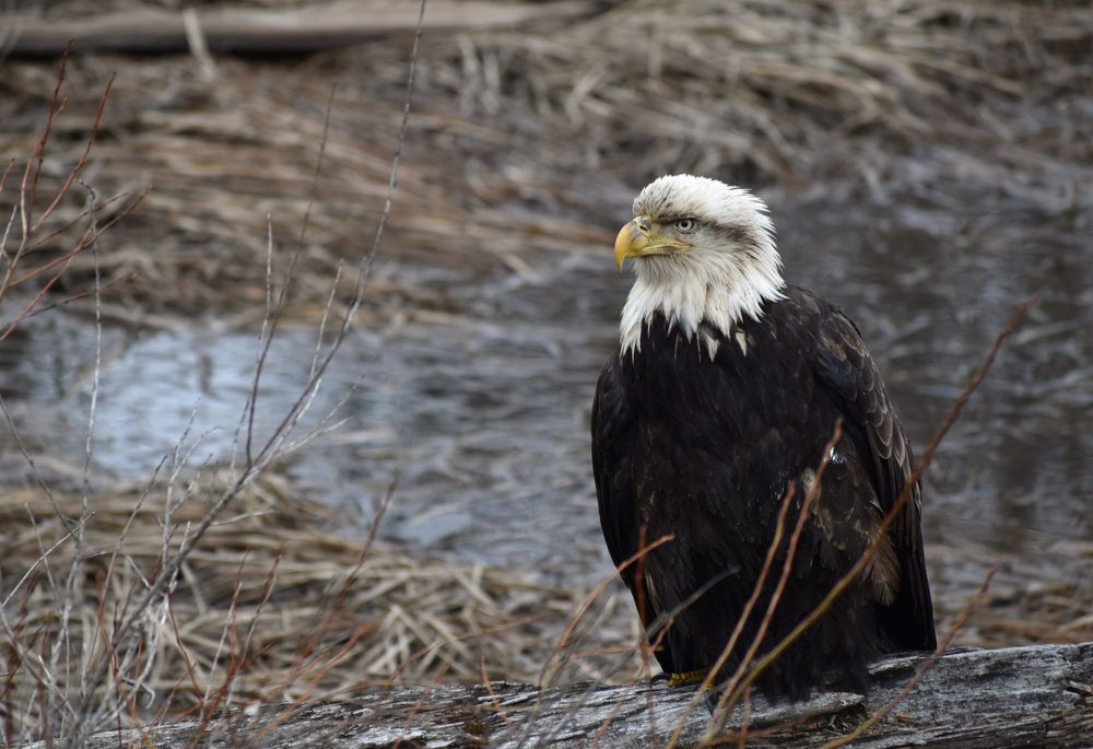 sick-eagle-perched-in-swampy-lake