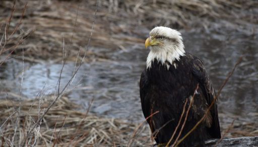 sick-eagle-perched-in-swampy-lake