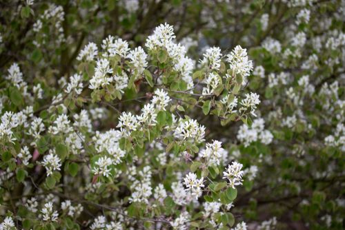 Amelanchier ovalis, commonly known as snowy mespilus (a name which is also attached to the related A. lamarckii) is a serviceberry shrub, native plants