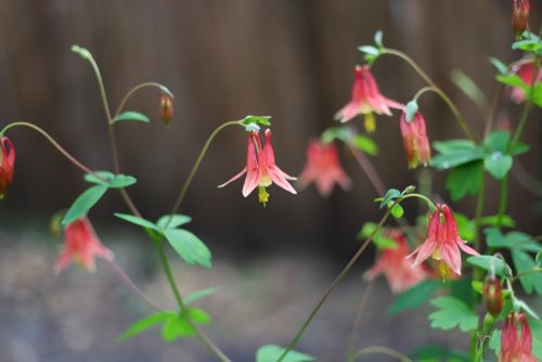 Closeup of Columbine flower (Aquilegia Canadensis) Little Lanterns. Pink flowers with soft focus brown background, native plants