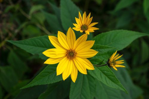 Helianthus tuberosus ornamental edible plant in bloom, yellow flowering flowers and green leaves, native plants
