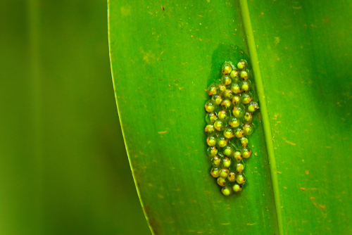 Eggs of Red-eyed Tree Frog, Agalychnis callidryas, Costa Rica. Beautiful frog from tropical forest. Jungle animal on the green leave. Frog with red eye